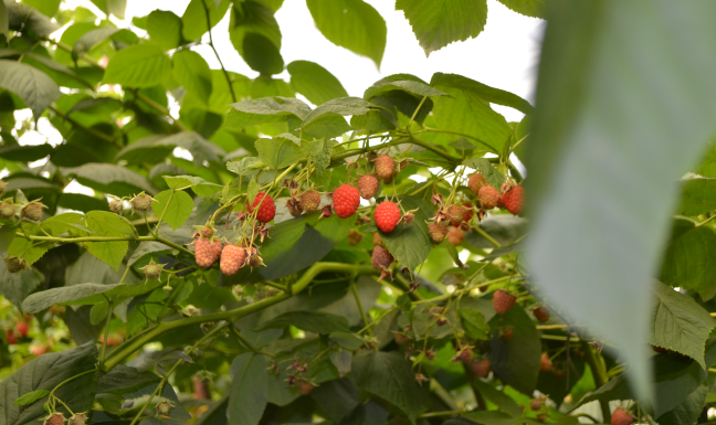 abl_raspberry_pollination5.png