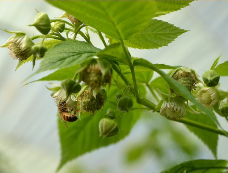 A bee extracting nectar and pollinating raspberry