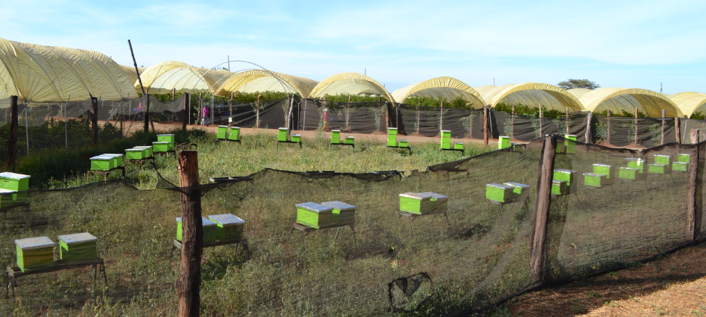 Apiary setup in a raspberry plantation in Naivasha.