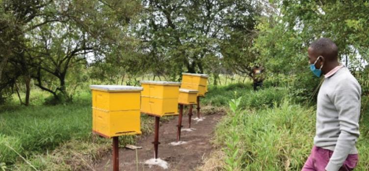 Apiary site setup.