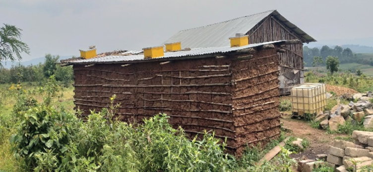 Beehives in trapping zone