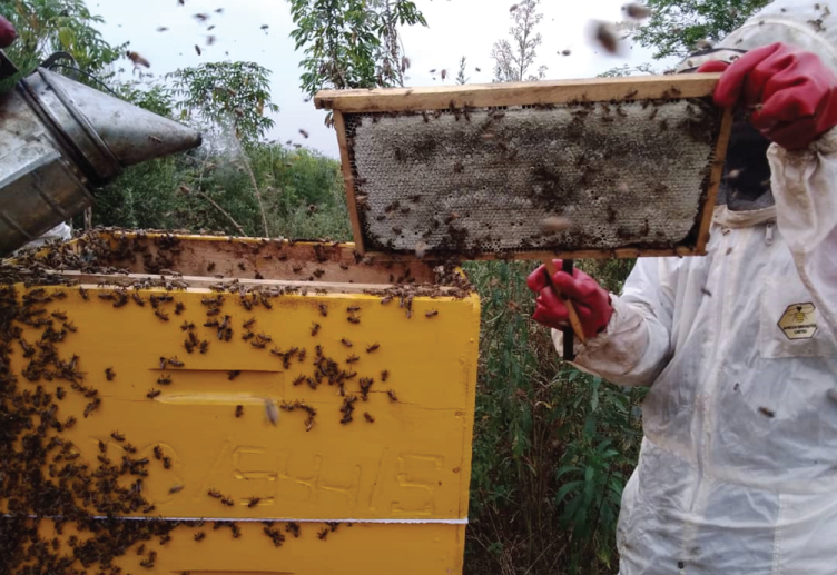 Harvesting capped combs.