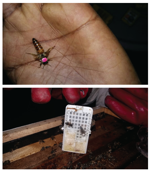 Mated queen bee