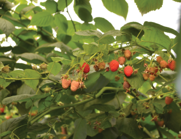 ABL Commercial Pollination in Kenya