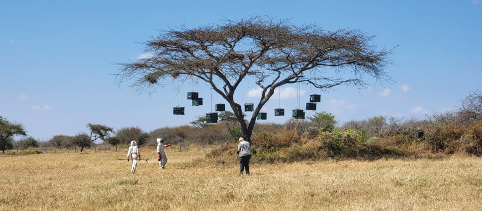Beehives suspended from an acacia tree at Nasaru Olosho Conservancy