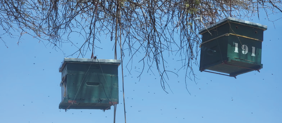 Colonised beehives suspended beneath a tree in Nasaru