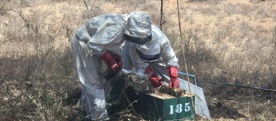 African Beekeepers Limited technical team inspecting a beehive in Nasaru