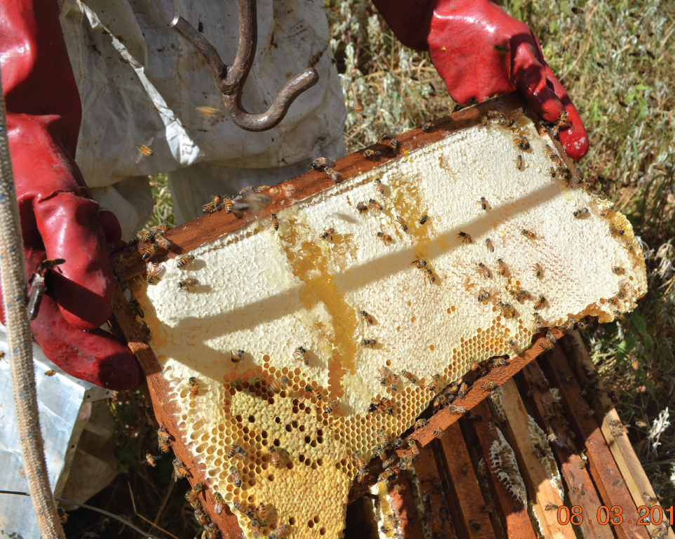 Beekeepers inspecting a honeycomb frame