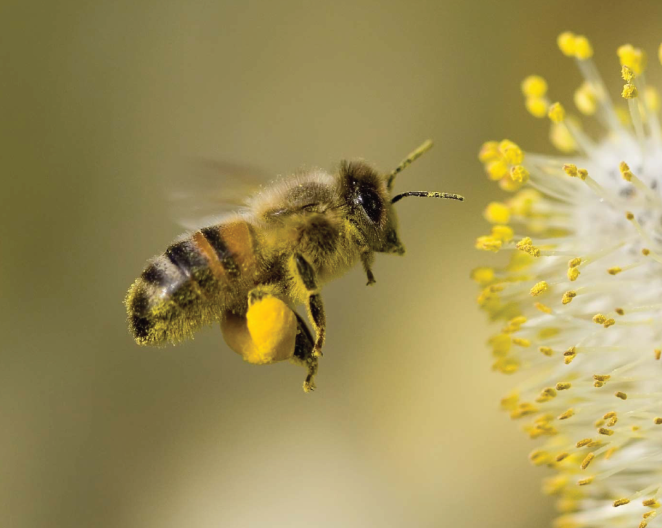 Bee collecting pollen from a flower
