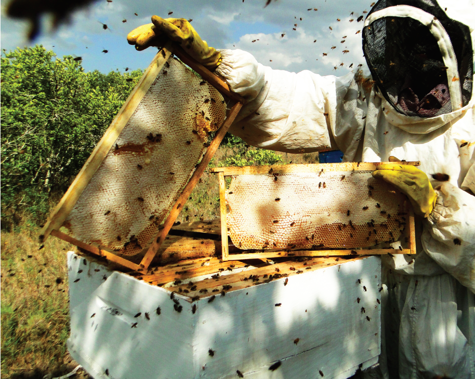 Beekeeper inspecting an open hive